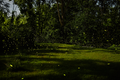 My backyard, Tivoli, NY 7/10/14