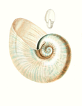 Nautilus