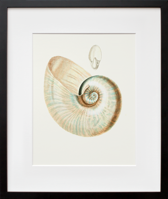 Nautilus