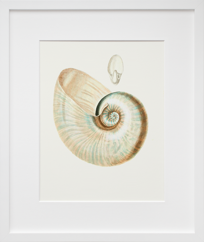 Nautilus