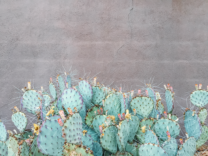 Opuntia