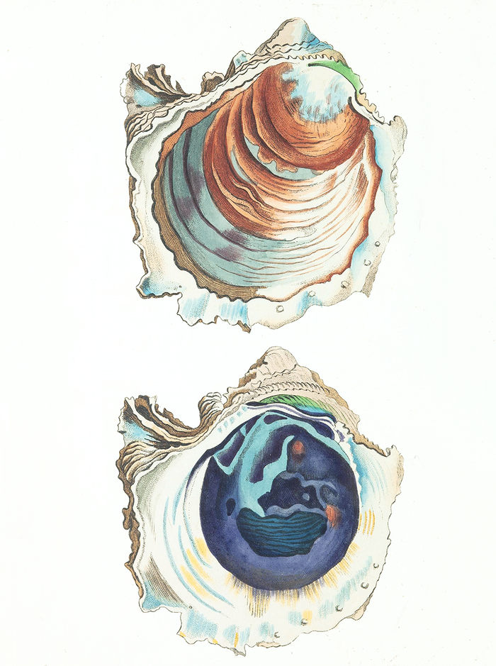 Oyster