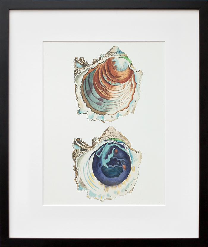Oyster