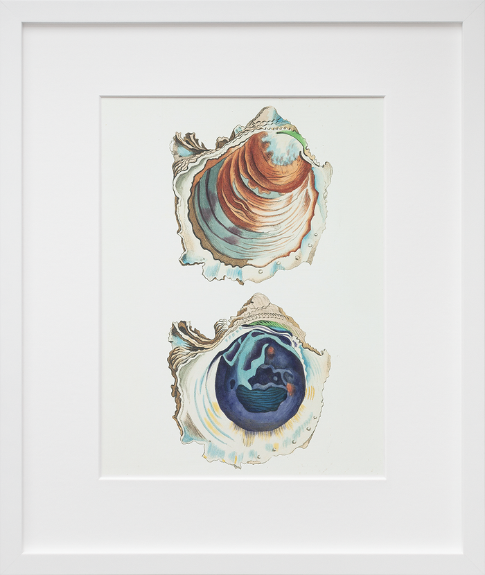 Oyster