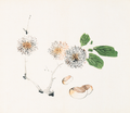 Page from Shi Zhu Zhai (Chestnuts)