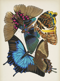 Papillons, Plate 16