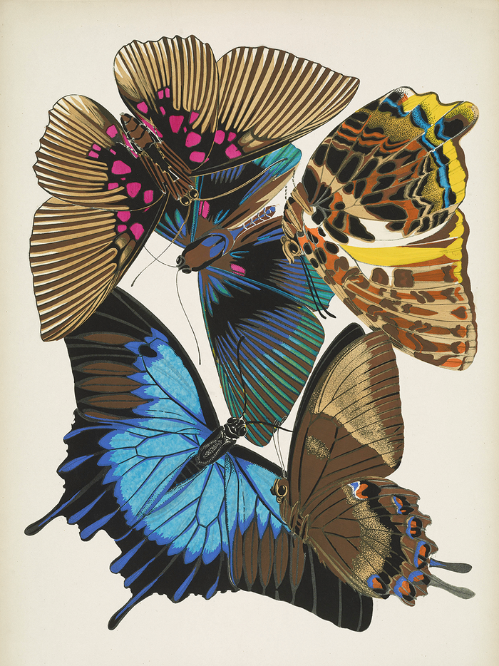 Papillons, Plate 16