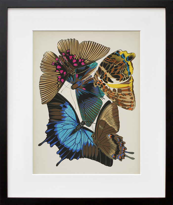 Papillons, Plate 16