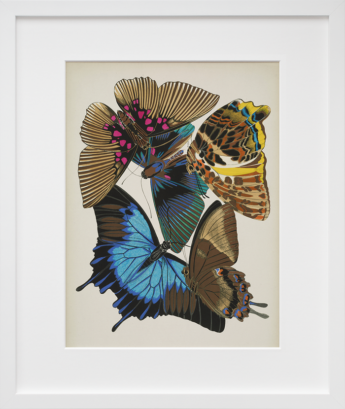 Papillons, Plate 16