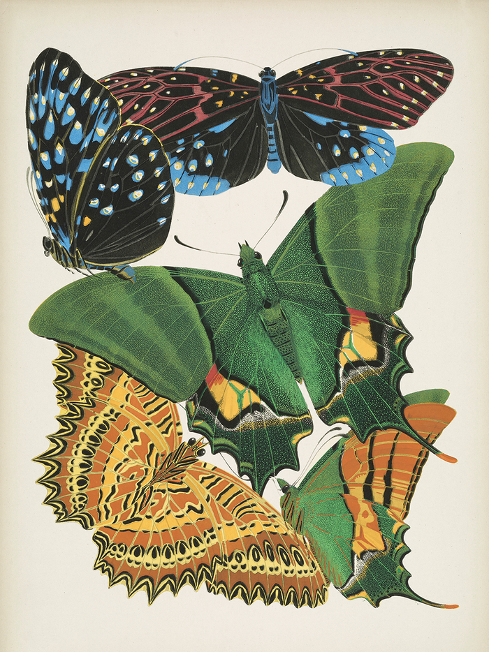 Papillons, Plate 6
