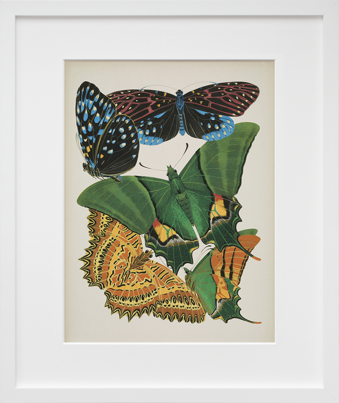 Papillons, Plate 6