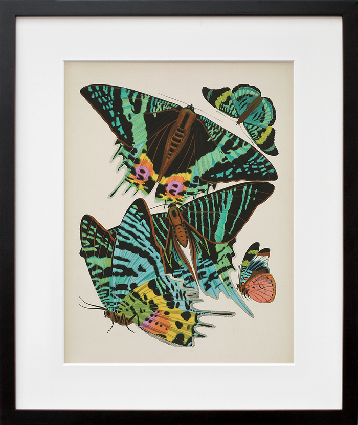 Papillons, Plate 7