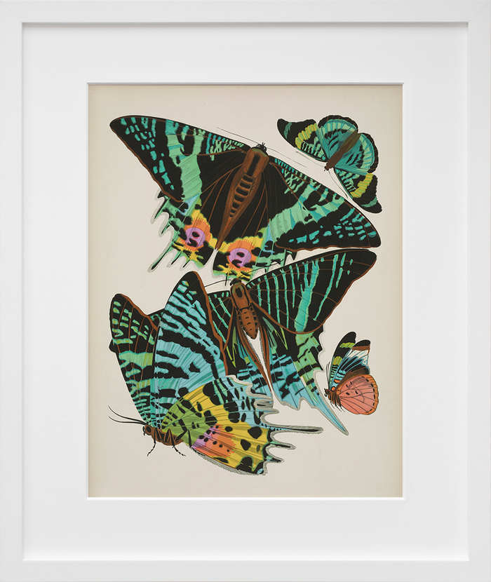 Papillons, Plate 7