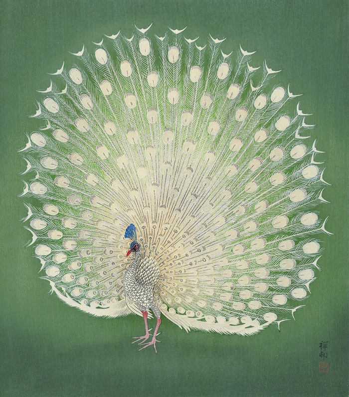Peacock
