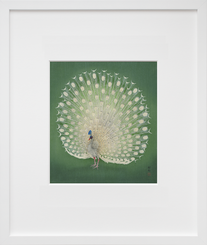 Peacock