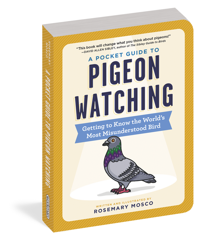 The cover has a yellow border framing a light yellow and white background. Centered in the upper half is the title in bold black and blue block letters. A cone‑shaped spotlight shines downward from the title onto a graphic of a gray pigeon with a green‑and‑purple collar, orange eyes, and red feet.
