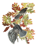 Plate 107: Canada Jay