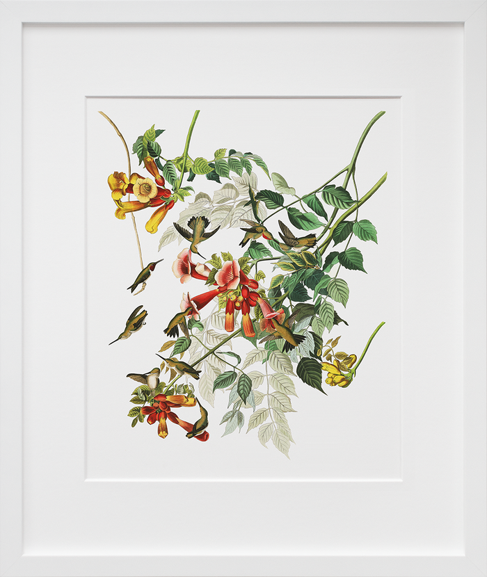 Plate 47: Ruby-Throated Hummingbird