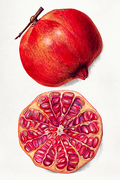 Pomegranate