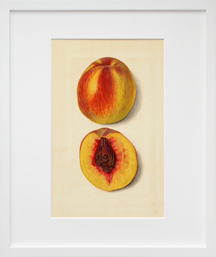 Prunus persica: J.H. Hale