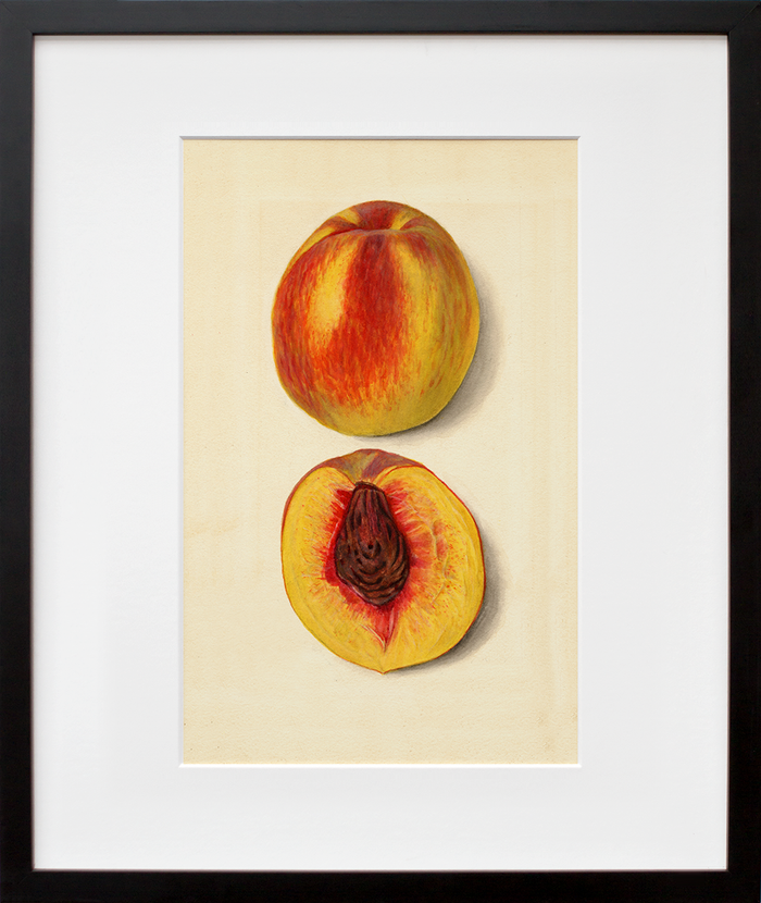 Prunus persica: J.H. Hale