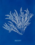 Ptilota sericea