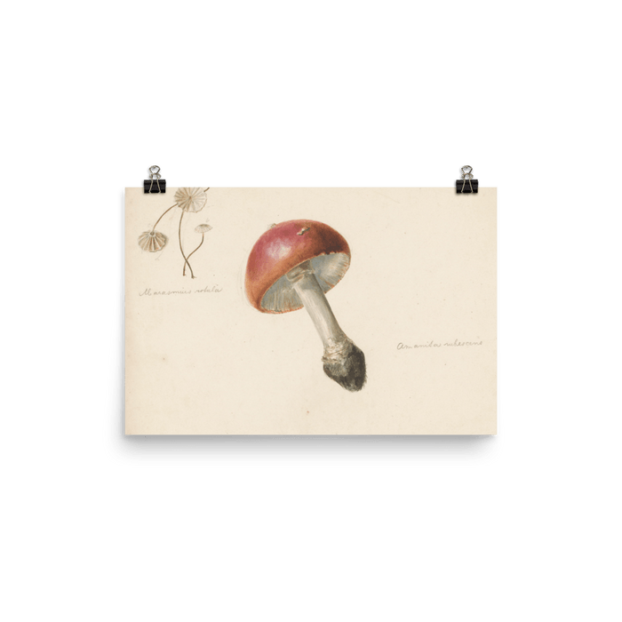 "Red Mushroom" Art Print - Lone Fox