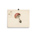 "Red Mushroom" Art Print - Lone Fox