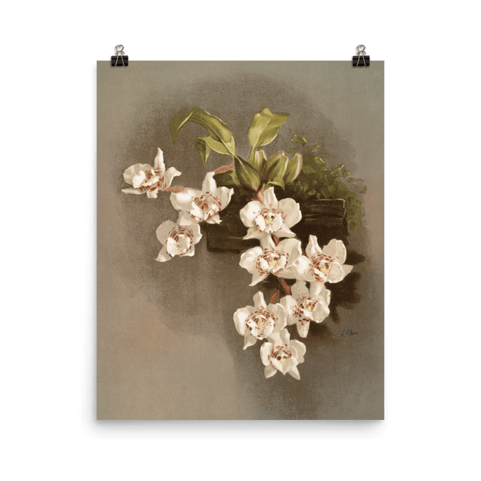 "Reichenbachia Orchids" Art Print - Lone Fox