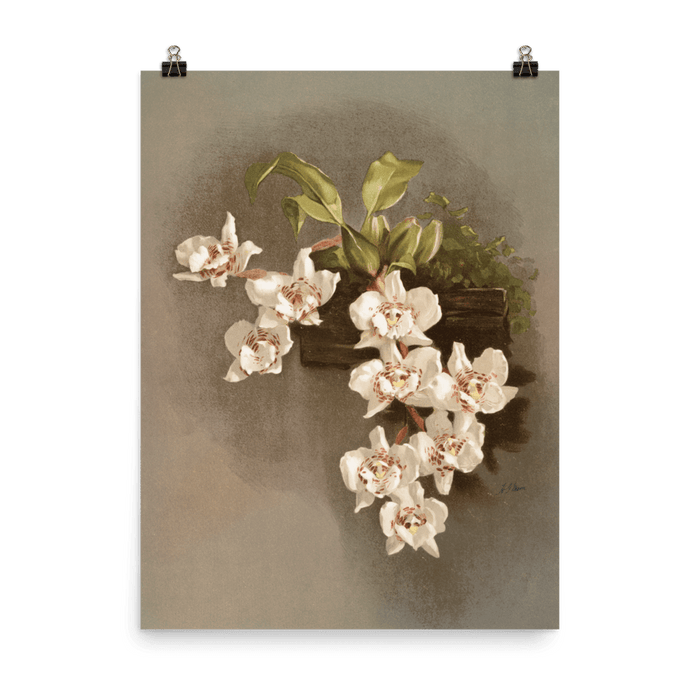 "Reichenbachia Orchids" Art Print - Lone Fox