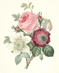 Rose, Anemone, Clematide