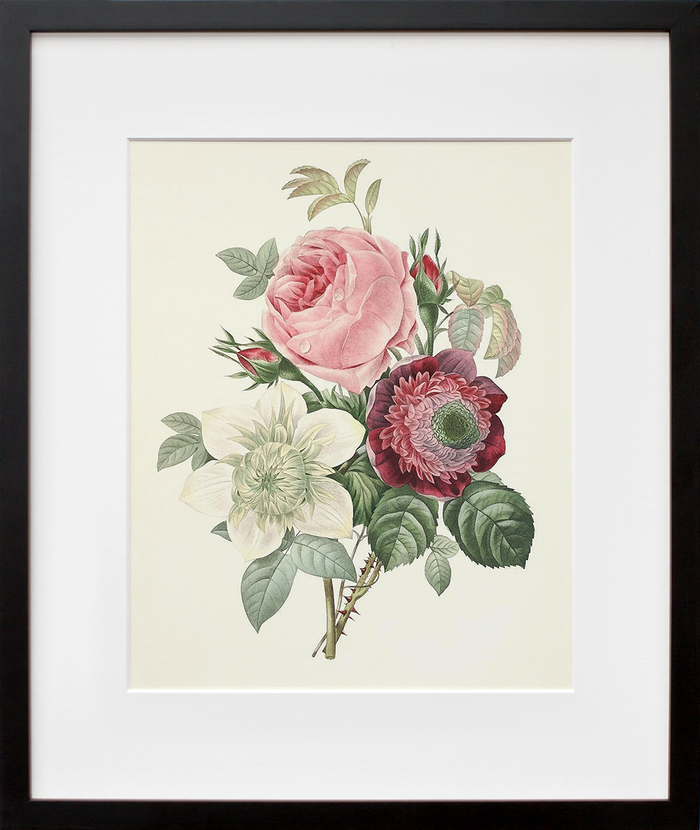 Rose, Anemone, Clematide