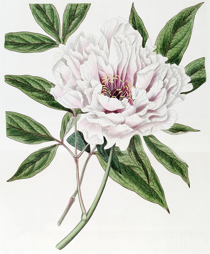Semi-Double Tree Peony