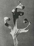 Silphium Laciniatum