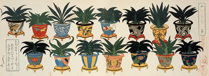 Small Rohdea Collection I