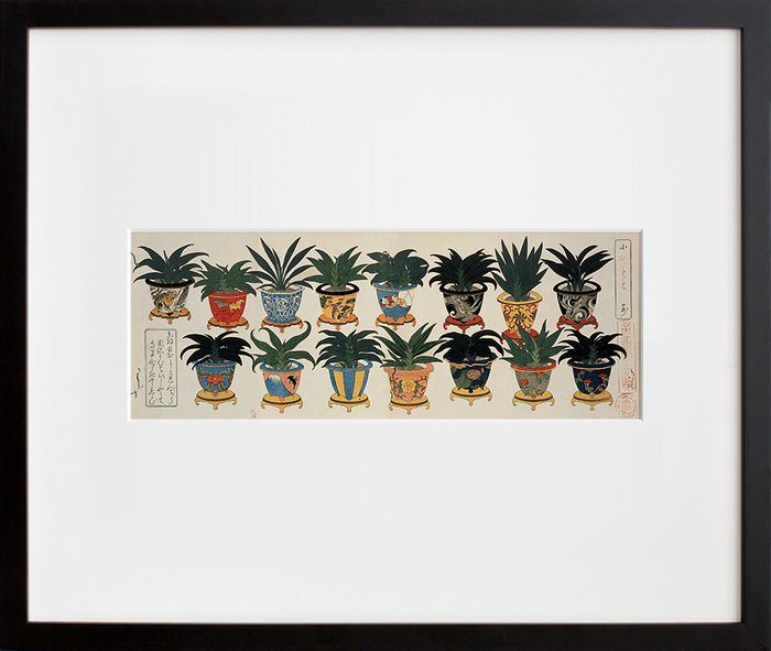 Small Rohdea Collection I