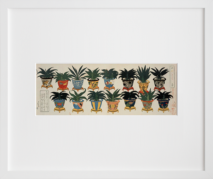 Small Rohdea Collection I