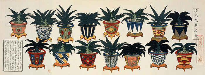 Small Rohdea Collection IV