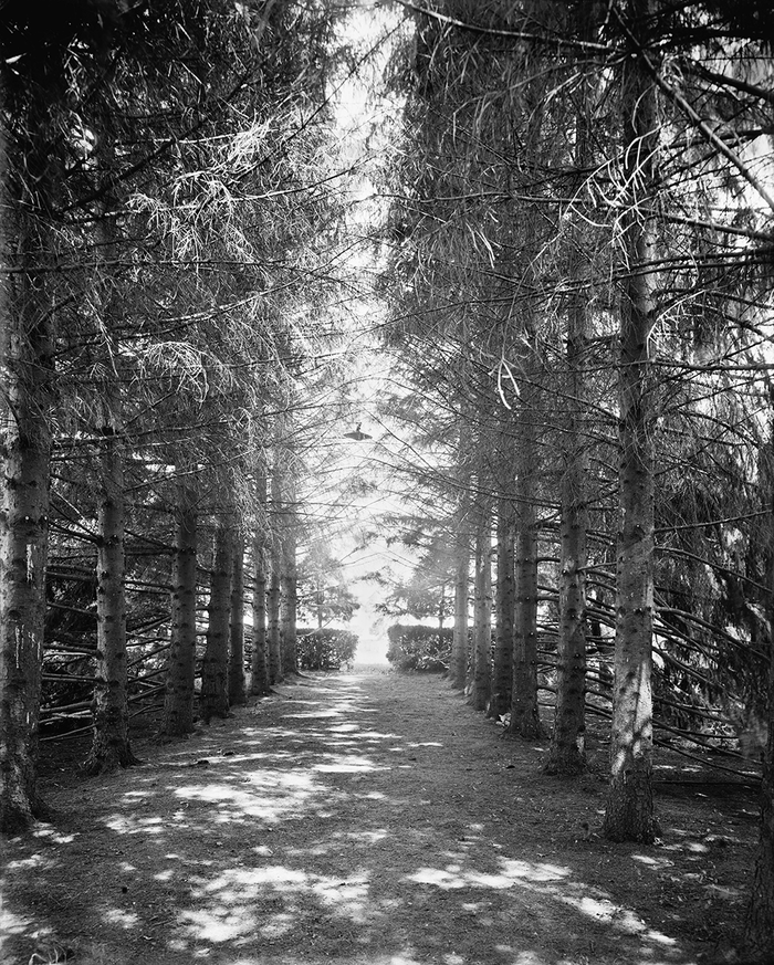 The Firs, under the firs, New Baltimore, Mich.