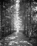 The Firs, under the firs, New Baltimore, Mich.