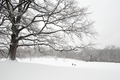 The White Oaks No. 2