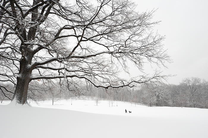 The White Oaks No. 2