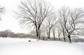 The White Oaks
