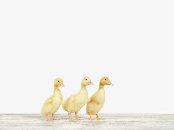 Three Ducklings