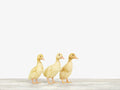 Three Ducklings