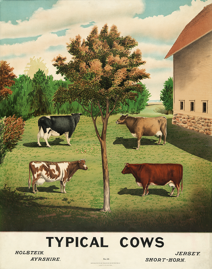 Typical Cows
