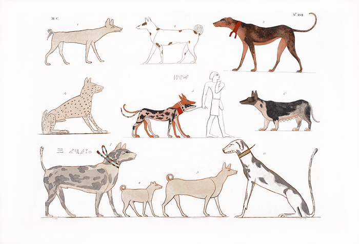 Varie specie di cani