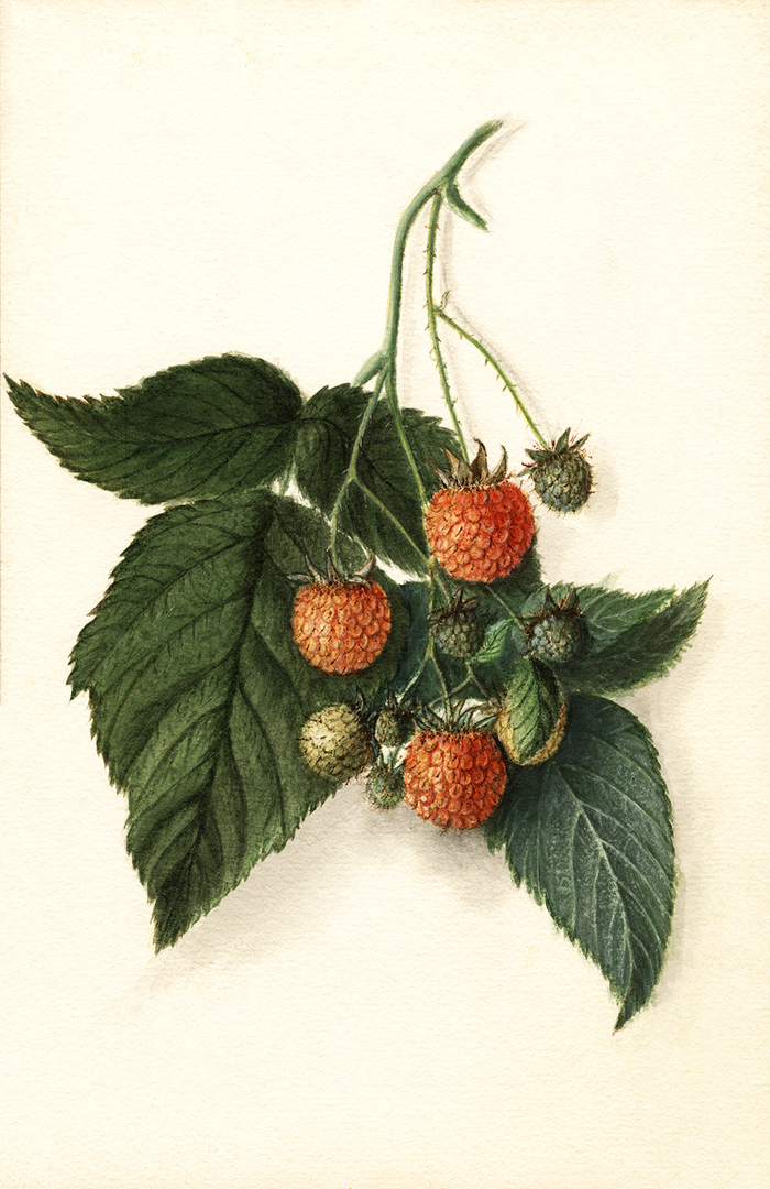 Vintage Watercolor Berry Trio