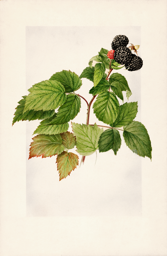 Vintage Watercolor Berry Trio