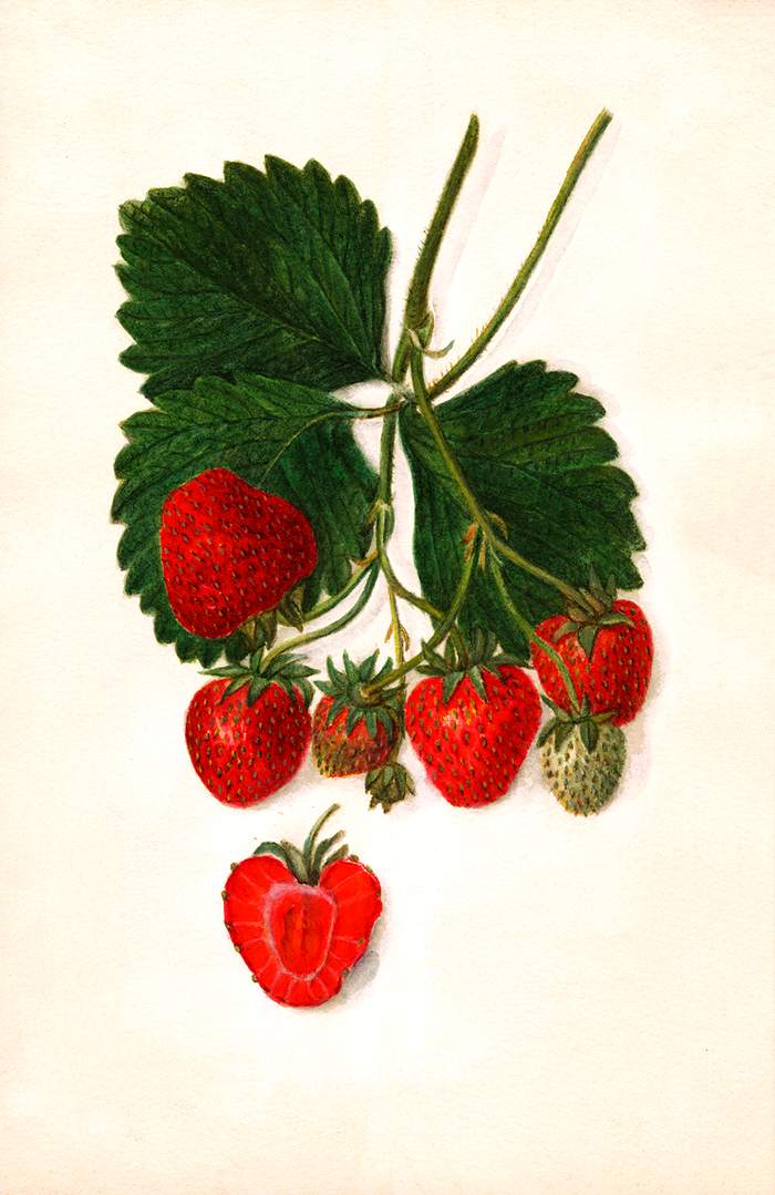 Vintage Watercolor Berry Trio